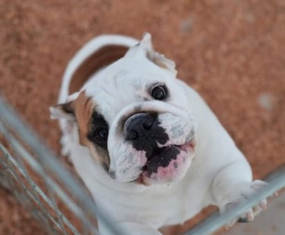 Más de dos días de pruebas, los perros llevaron con más frecuencia al socio de cooperación a la caja de salchichas, de lo que llevaban al socio competitivo.