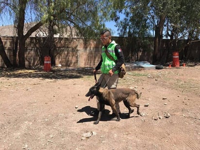 Equipo. La Unidad Estatal de Protección Civil capacita a Flor y Thor,  un par de Pastores Belga Malinois, que conformarán un equipo de búsqueda de personas.