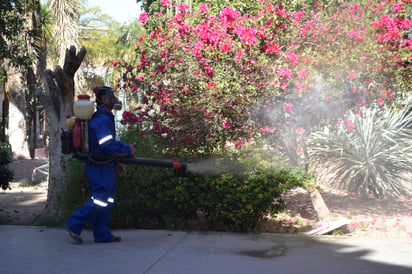 Campaña. Las acciones contra el dengue, zika y chikungunya siguen reforzándose en todos los municipios de La Laguna de Durango.