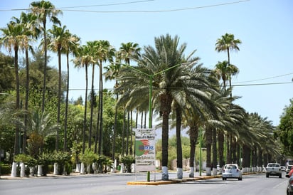 Estudios. Las palmas de Gómez Palacio están libres de amarillamiento letal, según resultados de los estudios. 