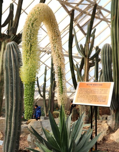 Se catalogaron el año pasado más de 1,700 nuevas especies de plantas, incluidas algunas que podrían servir como alimento en el futuro. (ARCHIVO)