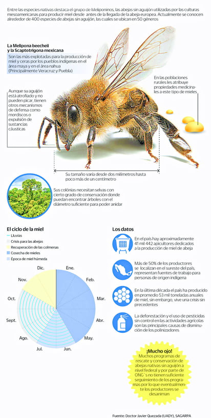 Abejas nativas: polinizadoras al rescate