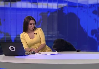 Perro irrumpe en pleno noticiero ruso