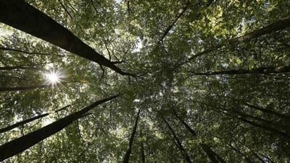 La mayoría de los bosques de Papúa Nueva Guinea se encuentran lejos de las carreteras, de la costa o de los accesos ribereños y son de difícil acceso. (ESPECIAL)