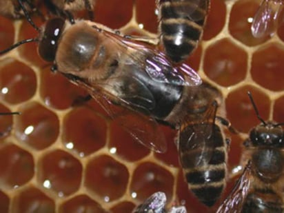 Más apoyo. Apicultores de la región también buscan que se les ayude a conseguir azúcar para alimentar a las abejas.