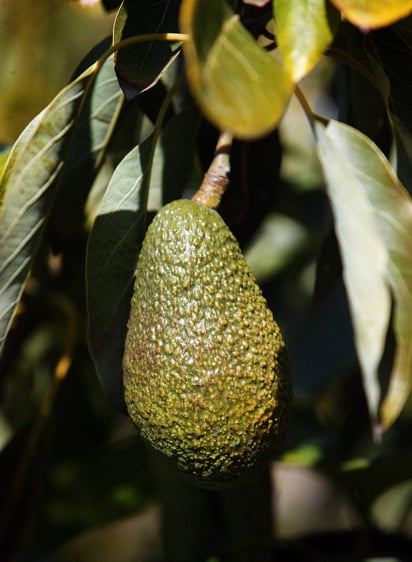 Tendencia. De acuerdo a la Profeco el kilo de aguacate ha alcanzado su máximo histórico. 