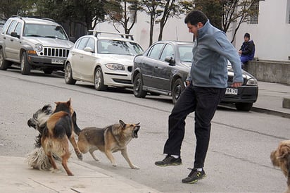 Atención. Es importante mantener el cuidado correcto de las mascotas.