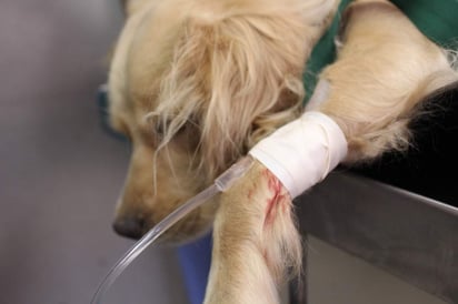 “Canela”, perrita de raza Coquer, es la mascota oficial del gimnasio de halterofilia ubicado en el sector oriente de la ciudad.