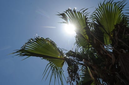 Del golpe de calor se han presentado hasta el momento cinco casos, con un fallecimiento en un adulto mayor en Guerrero. (ARCHIVO)