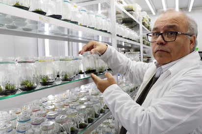 Han logrado demostrar que la planta tiene 'la capacidad de proteger a macromoléculas como el ADN, que es parte fundamental de la célula, del daño que induce la radiación ultravioleta'. (EFE)