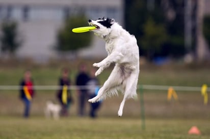 El estudio mostró que los perros antiguos y los principales perros europeos actuales tienen raíces genéticas comunes y que existe una continuidad genética de los perros domesticados durante los últimos 7,000 años, desde el Neolítico temprano hasta hoy. (ARCHIVO)