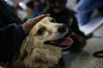 Un estudio sugiere que la domesticación creó canes hipersociables debido a la amplificación de esos genes y no como resultado de un aumento de la cognición social del animal. (ARCHIVO)