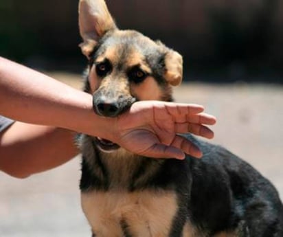 Opción. Mapfre diseñó seguro para imprevistos de salud, seguridad o por ataque del canino.