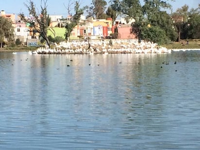 Rescate. La Laguna de Axotlán es casa de varias aves.