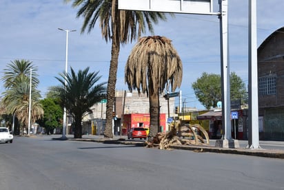 Palma caída, un riesgo vial