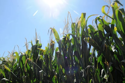 Ventaja. Productores agrícolas avalan la liberación de agua de las presas, dado que permitirá una segunda cosecha. (EL SIGLO DE TORREÓN)