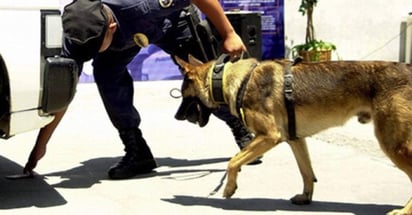 La acción ocurrió cuando policías federales, apoyados por canes especializados en detección de drogas, explosivos y papel moneda, llevaban a cabo revisiones de seguridad en una empresa de mensajería y paquetería en dicha terminal aérea. (ESPECIAL)