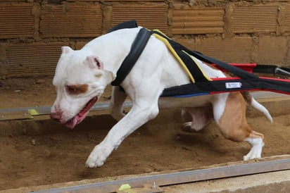 La Presidencia Municipal en coordinación con el departamento de Control Animal, la fundación Love Pasion Pitbull y Pitbull Warrior Monclova, convocaron a un concurso de tiro con peso Pitbull de FeriAcero 2017.