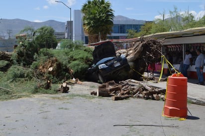 Pérdida total. Automóvil quedó destrozado al caerle un pinabete por la noche del viernes. (EL SIGLO DE TORREÓN)