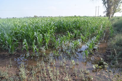 Extra. Con el agua extra que les dieron, productores van a generar un mayor ingreso. (ARCHIVO) 