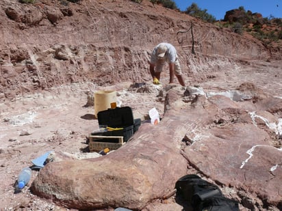 'Patagotitan' significa 'el titán o el gigante de la Patagonia' y 'mayorum' es en honor a la familia Mayo, 'dueña del campo donde fue encontrado este animal'. (EFE)