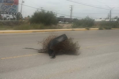 Advierten de bache