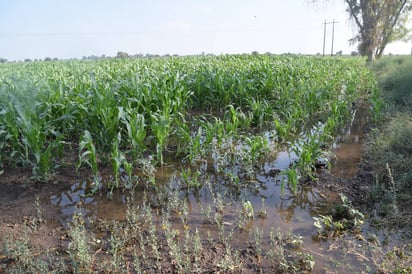 Desfogue. Campesinos esperan un desfogue controlado para aprovechar el agua de las presas en el riego de cultivos. 