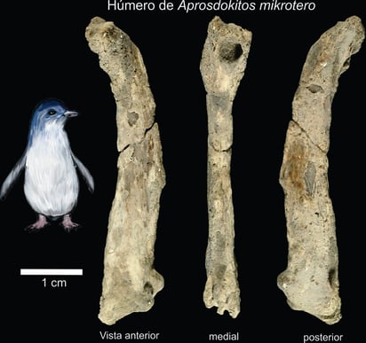 Los paleontólogos hallaron el ave de esta especie, la más pequeña de la que se tiene registro. (EFE)