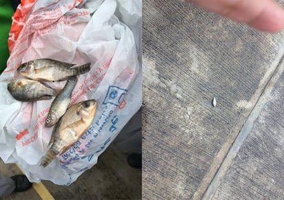 Lluvia de peces sorprende en Tamaulipas