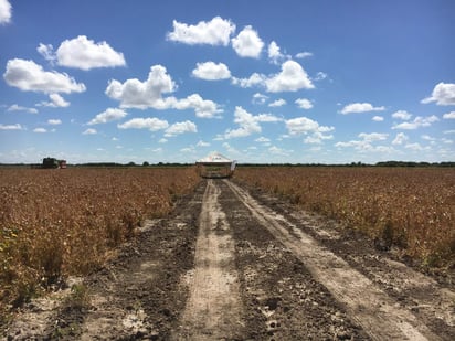 El campo mexicano se enfrenta a suelos deteriorados, altos índices de contaminantes, costos elevados en insumos y al cambio climático global. (ARCHIVO)