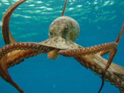 Se trata de un material elástico, de silicona, que cambia de forma a través de unos bultos inspirados en las papilas de los pulpos, músculos sin esqueleto. (ESPECIAL)