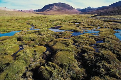 El día busca ser la ocasión especial para hacer un llamado constante a autoridades, organizaciones y sociedad mundial en general a frenar la destrucción o el daño a los espacios naturales. (ARCHIVO)