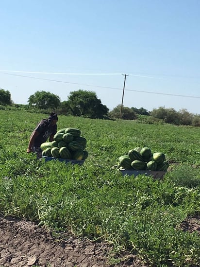 Apoyo. Productores de sandía de La Laguna de Durango solicitan apoyo a autoridades de agricultura en el estado para proyecto. (EL SIGLO DE TORREÓN)