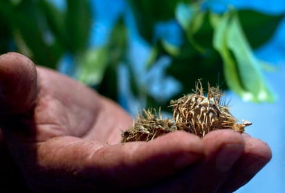 Al margen de la veracidad científica que poseen estas plantas, en México continúa la tradición de utilizar lo que otorga la madre naturaleza para fines curativos. (ARCHIVO)