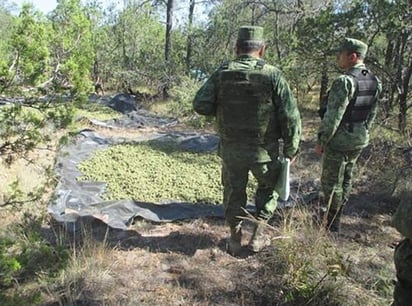 Asegura Sedena campamento de delincuencia organizada