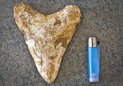 Fueron hallados durante investigaciones paleontológicas realizadas entre marzo y noviembre en grietas y cavidades de la finca Castellanos. (ARCHIVO)