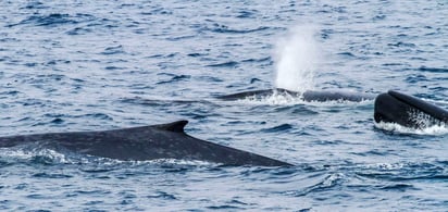 Se trata del primer ejemplo en el que 'animales muestran diferentes comportamientos laterales dependiendo del contexto del cometido que están realizando'. (ARCHIVO)