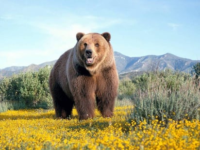 El oso pardo entró a la cabaña y se llevó el saco donde estaban las escopetas. (INTERNET)