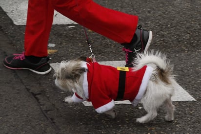 En diciembre todo es alegría, buenos deseos, fraternidad y gozo, sin embargo,  para gatos y perros debe de ser época de muchos cuidados, señaló el especialista. (ARCHIVO)