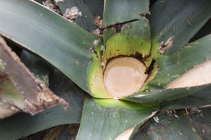 La miel de pulque también sirve como alternativa alimenticia, producto libre de polen y elaboración de caramelos, así como para glasear panes y postres. (ESPECIAL)