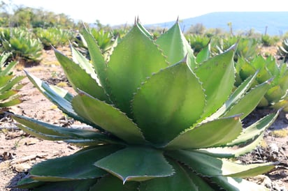 Científicos de la Universidad Nacional Autónoma de México (UNAM) descubrieron cuatro especies silvestres nuevas de la planta de agave, lo que eleva a 159 la cifra en el país, informó hoy la casa de estudios. (ARCHIVO)