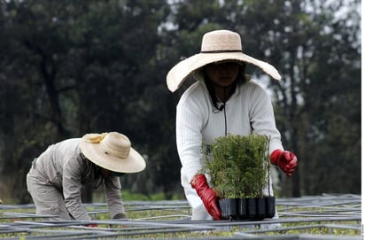 Diferencias. La brecha salarial es hasta de 194 por ciento para las mujeres que laboran en actividades agrícolas. (AGENCIA REFORMA)