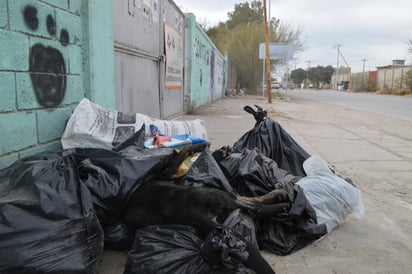 Insalubridad. La puerta del Centro de Control Canino se ha convertido en un depósito de cadáveres de animales. (ROBERTO ITURRIAGA)