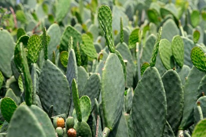 El consumo de nopal ayuda a disminuir los niveles de azúcar en la sangre e incluso triglicéridos. (ARCHIVO)