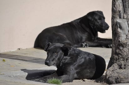 Deber. Los poseedores de animales deben responsabilizarse de que éstos no sean agresivos, pero también de cuidarlos y atenderlos.