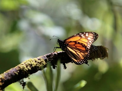 Personal de la Procuraduría Federal de Protección al Ambiente (Profepa) detectó un sembradío de árboles de aguacate en tres hectáreas de bosque de pino y encino en la zona de influencia de la Reserva de la Biosfera de la Mariposa Monarca. (ARCHIVO)