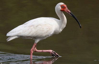 La investigación se centró en los factores cinemáticos y cinéticos del movimiento de las aves terrestres, descendientes modernos de los dinosaurios terópodos, que varían en función de la velocidad y el tamaño del animal. (ESPECIAL)