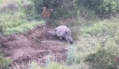 En el material se aprecia a la cría tratar de beber leche del cadáver de su madre. Fuente: Rhino 911 (FACEBOOK) 