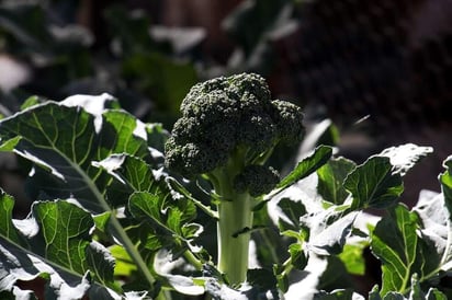 Es preferible consumir vegetales crudos, como el brócoli y los berros. (ARCHIVO)