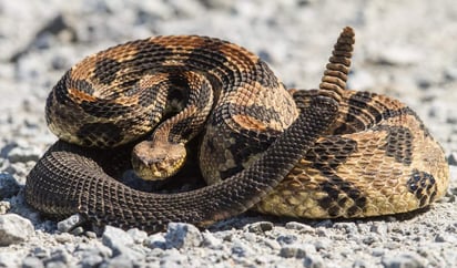 De confirmarse que el péptido del veneno de la serpiente es benéfico, se podría ayudar a tratar diversos padecimientos y ampliar la gama de antibióticos. (ARCHIVO)